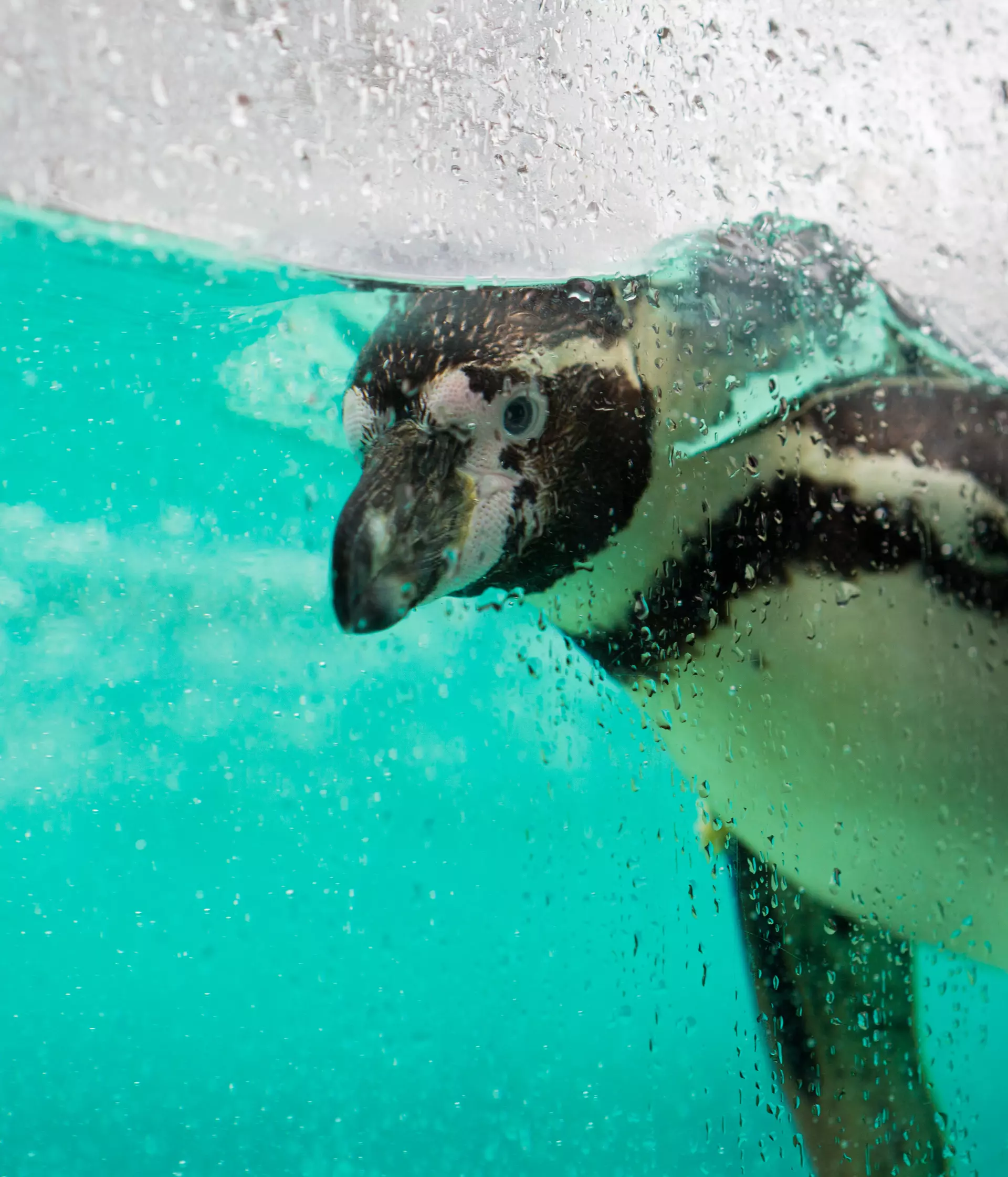 what time does.london zoo open today